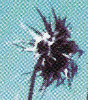 Detail1.jpg